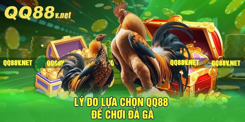 Lý do lựa chọn QQ88 để chơi đá gà